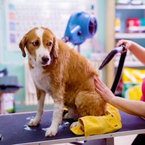 Pet Groomer - Level 2 (Intermediate Level)