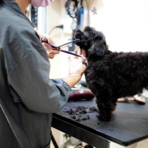 Pet Groomer - Level 1 ( Beginner Level)