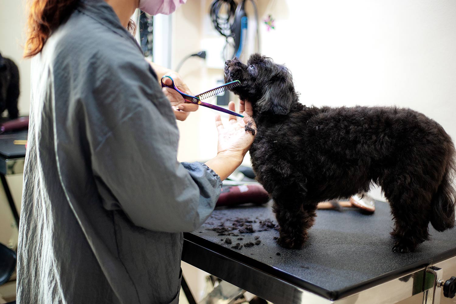 Pet Groomer - Level 1 ( Beginner Level)