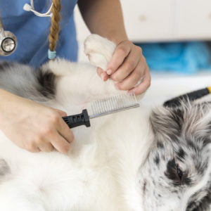 Pet Groomer - Level 3 (Advanced Level)