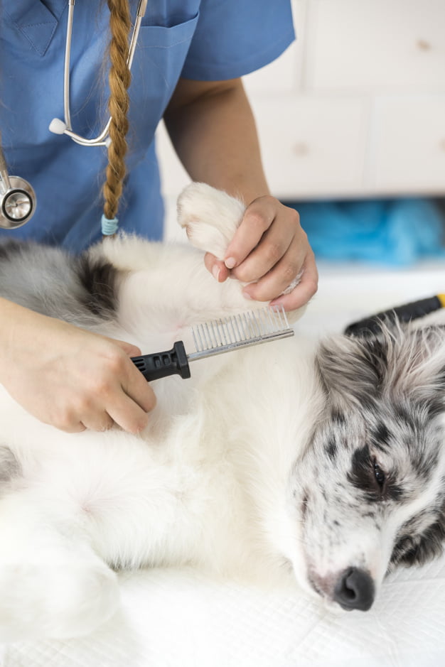 Pet Groomer - Level 3 (Advanced Level)
