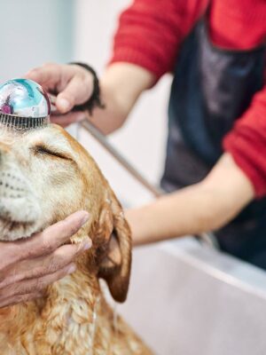 about-grooming