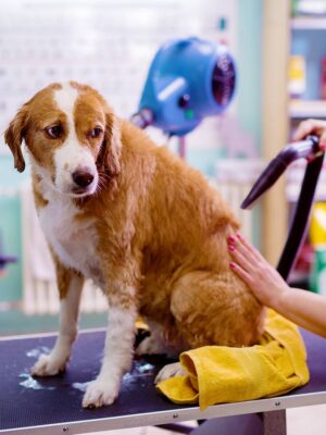 grooming-about-2