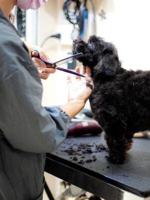 grooming-services